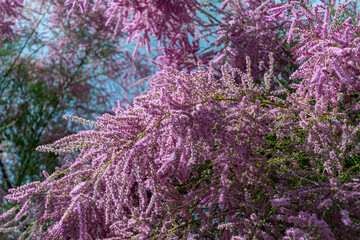 Tamrisk tree branches loaded with pink flowers on sunny day