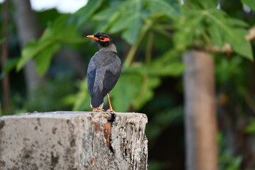 Indian Myna Birds. Its other names Common myna and mynah. This is  a bird of the starling family Sturnidae. This is a group of passerine birds which are native to southern Asia, especially India. 