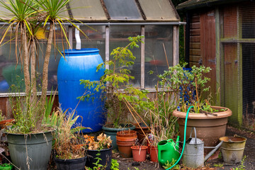 Rainwater harvesting in large blue barrel or water butt from greenhouse roof for home garden...