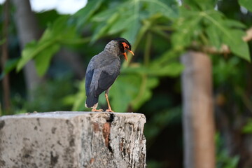 Indian Myna Birds. Its other names Common myna and mynah. This is  a bird of the starling family Sturnidae. This is a group of passerine birds which are native to southern Asia, especially India. 