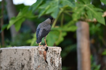 Fototapeta premium Indian Myna Birds. Its other names Common myna and mynah. This is a bird of the starling family Sturnidae. This is a group of passerine birds which are native to southern Asia, especially India. 