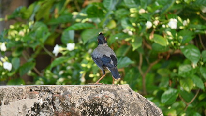 Indian Myna Birds. Its other names Common myna and mynah. This is  a bird of the starling family Sturnidae. This is a group of passerine birds which are native to southern Asia, especially India. 
