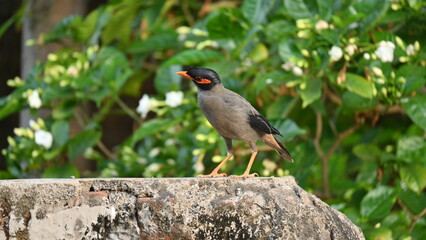 Indian Myna Birds. Its other names Common myna and mynah. This is  a bird of the starling family Sturnidae. This is a group of passerine birds which are native to southern Asia, especially India. 