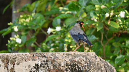Indian Myna Birds. Its other names Common myna and mynah. This is  a bird of the starling family Sturnidae. This is a group of passerine birds which are native to southern Asia, especially India. 