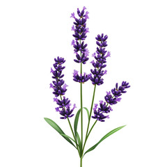 Obraz premium PNG Purple lavender flowers arranged with green leaves