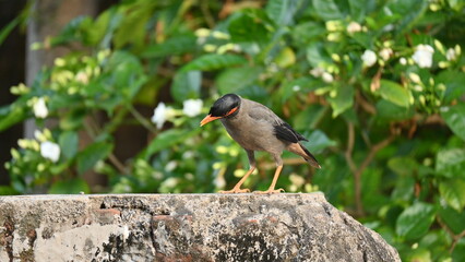 Indian Myna Birds. Its other names Common myna and mynah. This is  a bird of the starling family Sturnidae. This is a group of passerine birds which are native to southern Asia, especially India. 