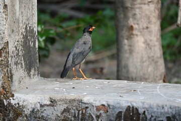 Indian Myna Birds. Its other names Common myna and mynah. This is  a bird of the starling family Sturnidae. This is a group of passerine birds which are native to southern Asia, especially India. 
