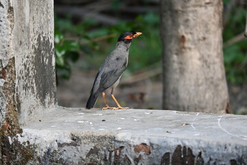 Indian Myna Birds. Its other names Common myna and mynah. This is  a bird of the starling family Sturnidae. This is a group of passerine birds which are native to southern Asia, especially India. 