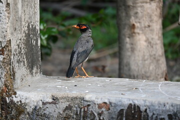 Indian Myna Birds. Its other names Common myna and mynah. This is  a bird of the starling family Sturnidae. This is a group of passerine birds which are native to southern Asia, especially India. 