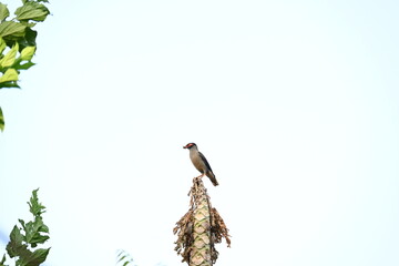 Indian Myna Birds. Its other names Common myna and mynah. This is  a bird of the starling family Sturnidae. This is a group of passerine birds which are native to southern Asia, especially India. 