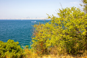 Obraz premium tree on the coast of the sea