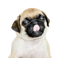 Fototapeta premium Png puppy sticker, Pug collage element on transparent background