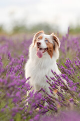 Australian Shepherd Dog Sitting in Lavender Field at Sunset