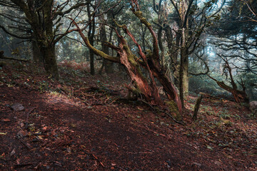 Forest photography with splashes of morning light