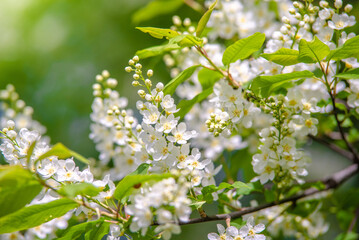 Bird cherry branches in the garden in spring
