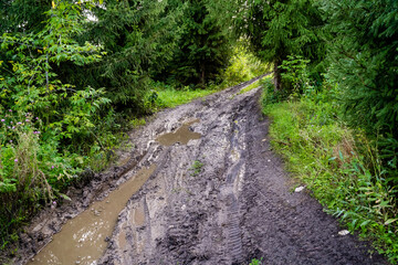 Muddy Forest Path An Enchanting Rustic Trail That Is Beautifully Surrounded by Bountiful Lush Greenery
