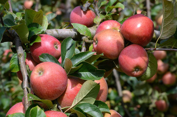 Malus communis 'Royal Gala' , Pomme