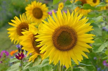 Helianthus annuus, Tournesol