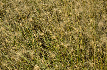 Hordeum jubatum, orge à criniere