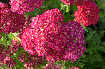 Achillea 'Pomegranate' , Achillée