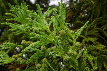 Cryptomeria du Japon, cryptomeria japonica