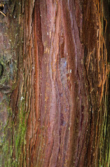 Cypr&egrave;s &agrave; encens, calocededrus decurrens