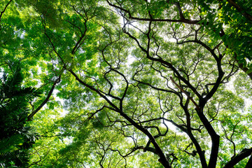 green leaf,under the tree, seeing up the tree,Look up on the tree, garden, park