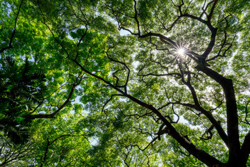 green leaf,under the tree, seeing up the tree,Look up on the tree, garden, park