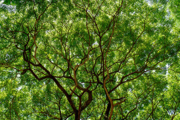 green leaf,under the tree, seeing up the tree,Look up on the tree, garden, park