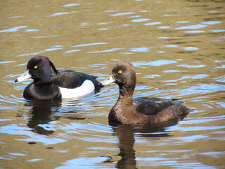 Female and male Tufted duck floating in south-west London lake.
