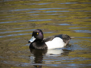Male Tufted duck floating in south-west London lake.