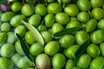 Green olives background full frame banner