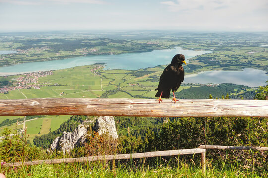 Yellow-billed Chough bird sitting on the wooden baulk with plain and lake view in Bavaria, Germany