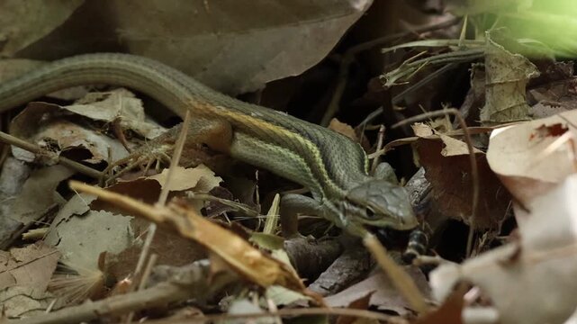 Lagartija colilarga (Psammodromus algirus) comiendo una avispa, Alcoy, Espa&ntilde;a