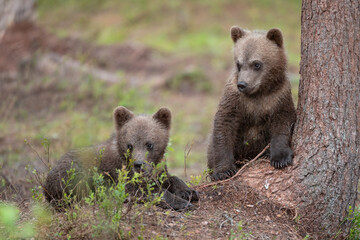 Two bear cubs exploring the forest