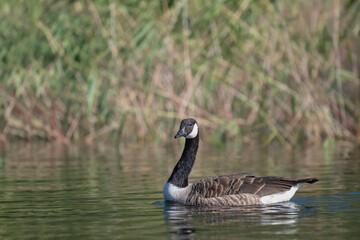 Canada Goose swims peacefully in calm waters near a lush shoreline