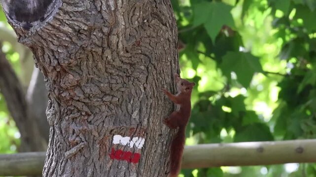 Beb&eacute; de ardilla roja europea ( Sciurus vulgaris ) trepando sobre corteza de &aacute;rbol platanus hispanica, Alcoy, Espa&ntilde;a