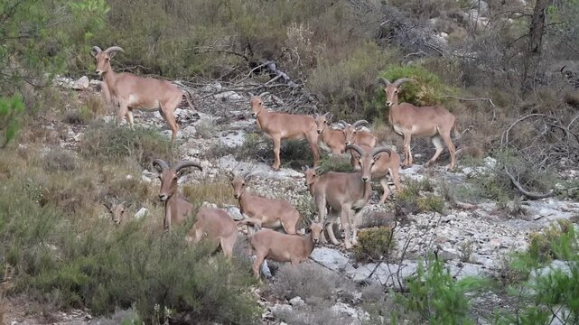 Manada de muflones ( Ammotragus lervia ) con crias e inmoviles mirando todos a c&aacute;mara, Alcoy, Espa&ntilde;a