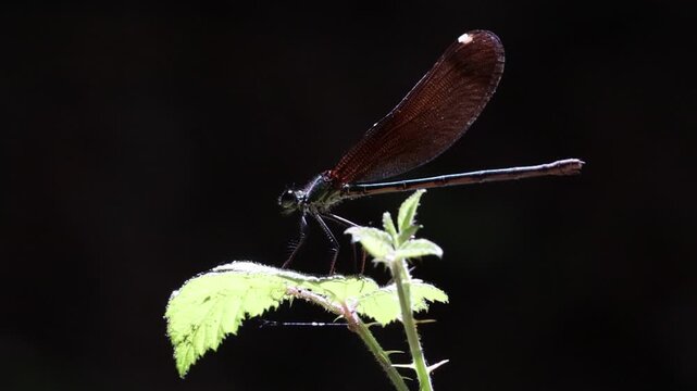 Damisela o caballito del diablo ( Calopteryx virgo ) a contraluz abre y cierra sus alas, Alcoy, Espa&ntilde;a