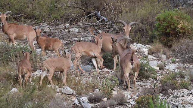 Manada de muflones ( Ammotragus lervia ) con crias me advierten que me aleje o cargar&aacute;n contra mi, Alcoy, Espa&ntilde;a