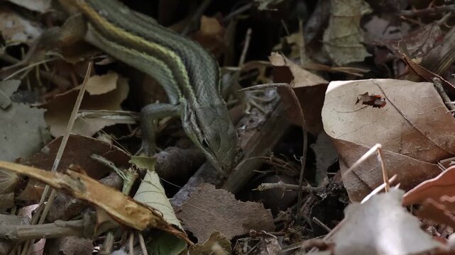 Lagartija colilarga (Psammodromus algirus) cazando una avispa, Alcoy, Espa&ntilde;a
