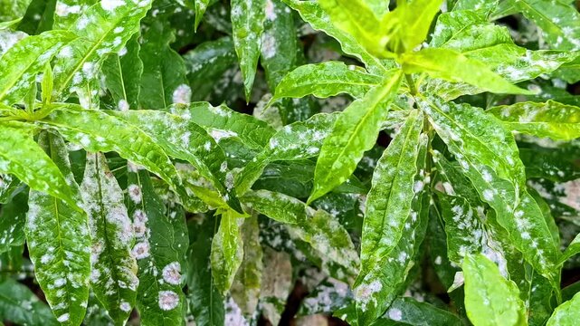 Closeup shot of white patches or spots of Whiteywood plant.