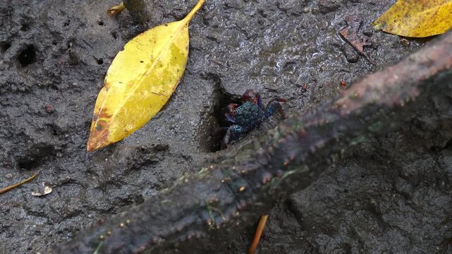 A tree-climbing crab moving on the mudflats, foraging for the food on the muddy floors of the mangrove wetlands, captured in a close-up shot during the low tide period.
