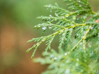 Thuja branches with drops of water after rain. Wet branches in the sunset light.