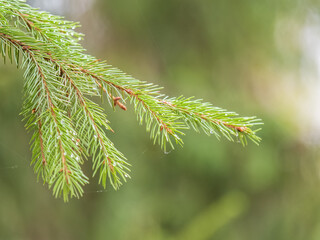 Background of green spruce branches in sunset light