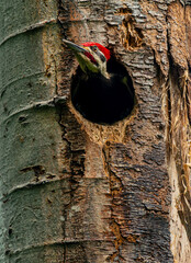 Pileated woodpecker looking out of nest in a poplar tree