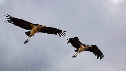 A flock of Marabou Stork (Leptotilos crumeniferus) (Maraboe) ) near Berg-en-Dal in the Southern par of Kruger National Park, Mpumalanga, South Africa 