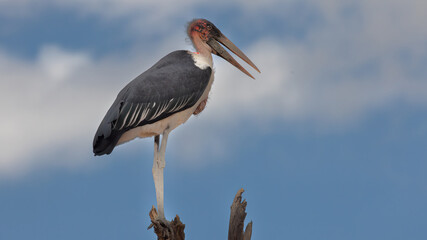 A flock of Marabou Stork (Leptotilos crumeniferus) (Maraboe) ) near Berg-en-Dal in the Southern par of Kruger National Park, Mpumalanga, South Africa 
