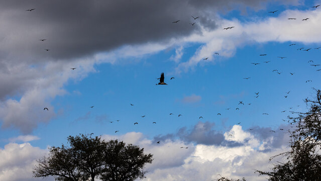 A flock of Marabou Stork (Leptotilos crumeniferus) (Maraboe) ) near Berg-en-Dal in the Southern par of Kruger National Park, Mpumalanga, South Africa 