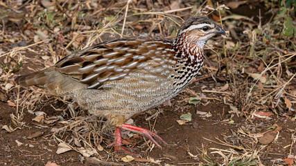 Crested Francolin (Ortygornis sephaena) (Bospatrys) near Afsaal Picnic site in the Southern par of Kruger National Park, Mpumalanga, South Africa 